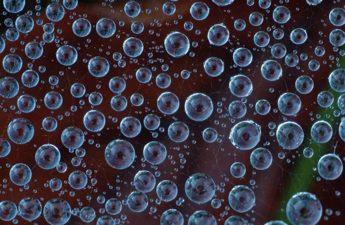 Framed Print : Drops of Water in Spider Web Print Framed Print : Drops of Water in Spider Web Print