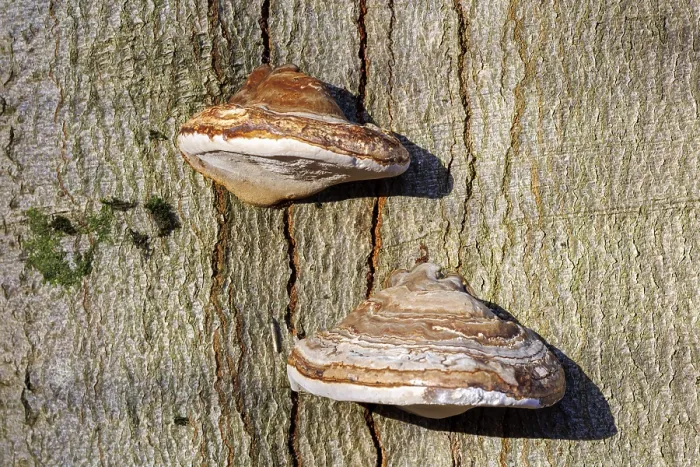 Framed Print : Dry Rot on a Beech Tree Print, Germany Framed Print : Dry Rot on a Beech Tree Print, Germany