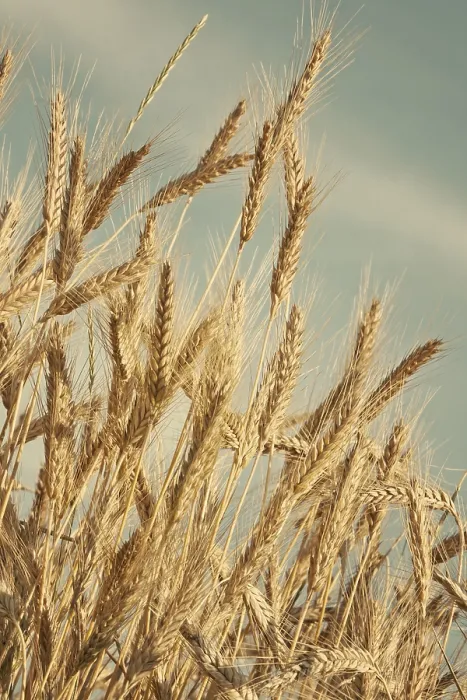 Framed Print : Dry Wheat Ears Print Framed Print : Dry Wheat Ears Print
