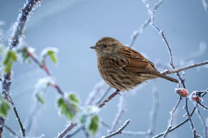 Framed Print : Dunnock in Winter Hoarfrost Print Framed Print : Dunnock in Winter Hoarfrost Print