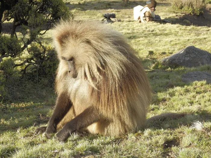 Framed Print : Dwarf Baboon in Simien National Park Print Framed Print : Dwarf Baboon in Simien National Park Print