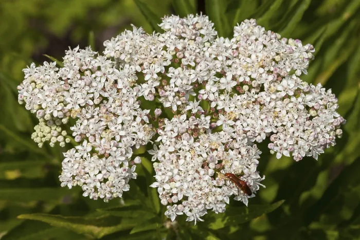 Framed Print : Dwarf Elder Print - Sambucus ebulus Framed Print : Dwarf Elder Print - Sambucus ebulus