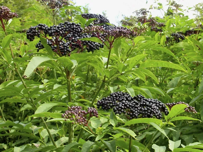Framed Print : Dwarf Elderberry Print - Sambucus ebulus Framed Print : Dwarf Elderberry Print - Sambucus ebulus