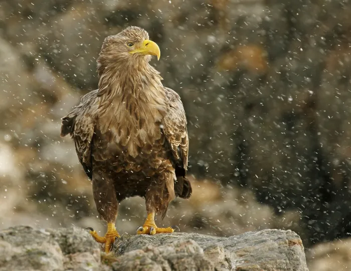 Framed Print : Eagle in Norway Print Framed Print : Eagle in Norway Print