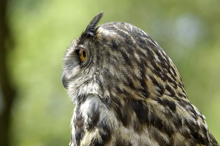 Framed Print : Eagle Owl Print - Bubo bubo Framed Print : Eagle Owl Print - Bubo bubo