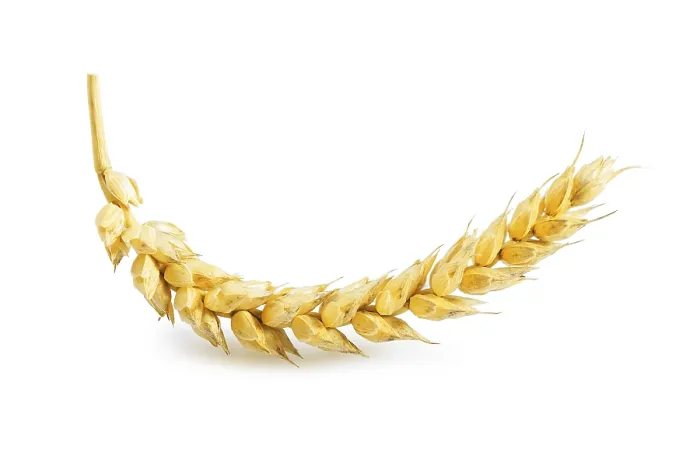 Framed Print : Ear of Wheat Print Framed Print : Ear of Wheat Print