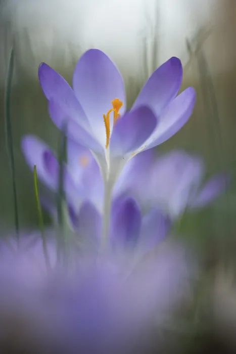 Framed Print : Early Crocus (Crocus tommasinianus) Print, Lower Saxony, Germany Framed Print : Early Crocus (Crocus tommasinianus) Print, Lower Saxony, Germany