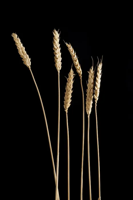 Framed Print : Ears of Wheat Print by Unknown Artist Framed Print : Ears of Wheat Print by Unknown Artist