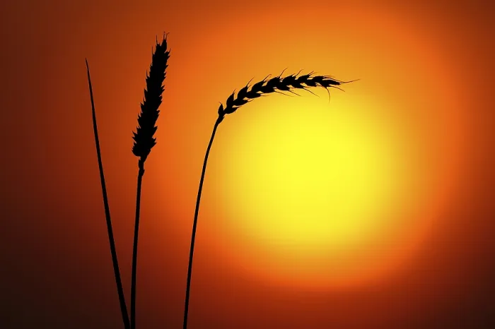 Framed Print : Ears of Wheat in Front of the Sun Print Framed Print : Ears of Wheat in Front of the Sun Print