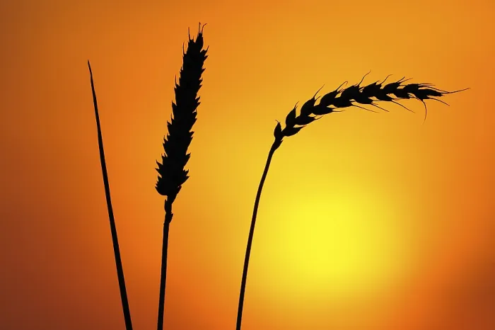 Framed Print : Ears of Wheat Print in Front of the Sun Framed Print : Ears of Wheat Print in Front of the Sun