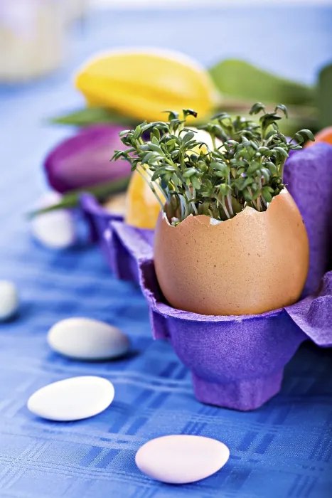 Framed Print : The Easter Installation with Eggs and Plants Print Framed Print : The Easter Installation with Eggs and Plants Print