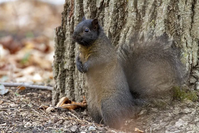 Framed Print : Eastern Fox Squirrel Print, La Mauricie, Quebec, Canada