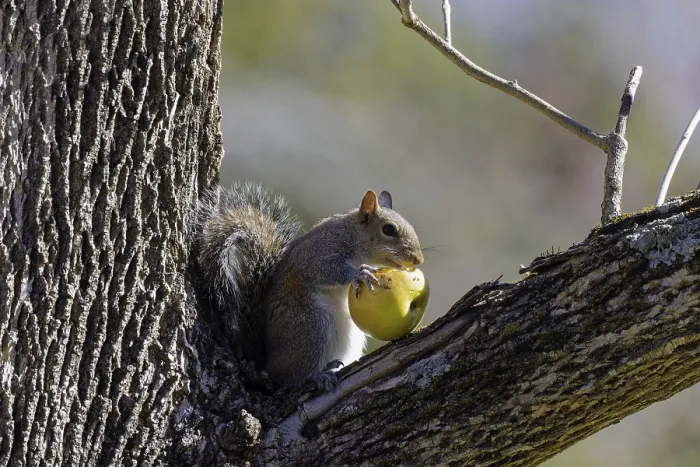 Framed Print : Eastern Gray Squirrel Print Framed Print : Eastern Gray Squirrel Print