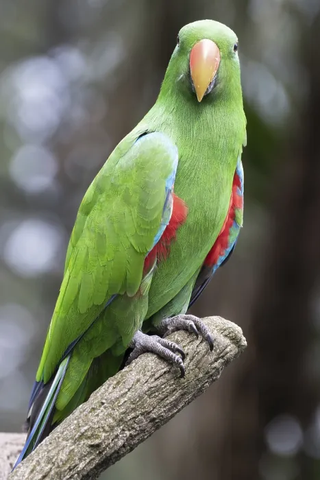 Framed Print : Eclectus roratus Print: Tropical Rainforest Scene Framed Print : Eclectus roratus Print: Tropical Rainforest Scene