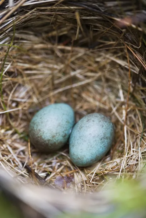 Framed Print : Two Eggs in a Nest Print Framed Print : Two Eggs in a Nest Print