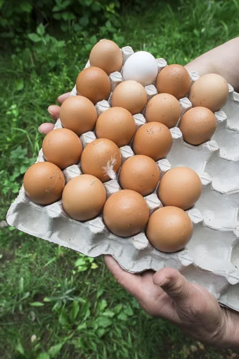 Framed Print : Eggs in Paper Packaging Print with Feather Framed Print : Eggs in Paper Packaging Print with Feather