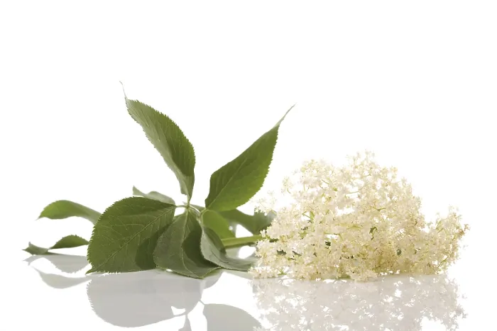 Framed Print : Elderflower Print - Blooming Elder Tree