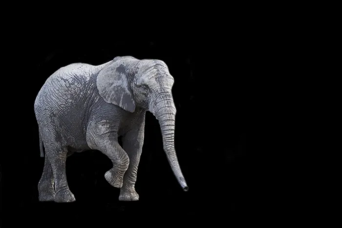 Framed Print : Elephant Print on Black Background Framed Print : Elephant Print on Black Background