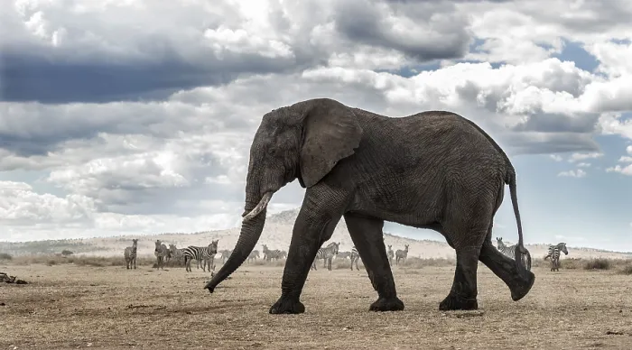 Framed Print : Elephant Walking Print
