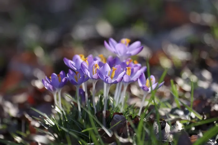 Framed Print : Elf Crocus (Crocus tommasinianus) Print, Germany Framed Print : Elf Crocus (Crocus tommasinianus) Print, Germany
