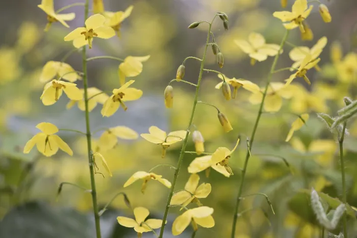 Framed Print : Elfflower (Epimedium peralchicum) Print, Emsland, Germany