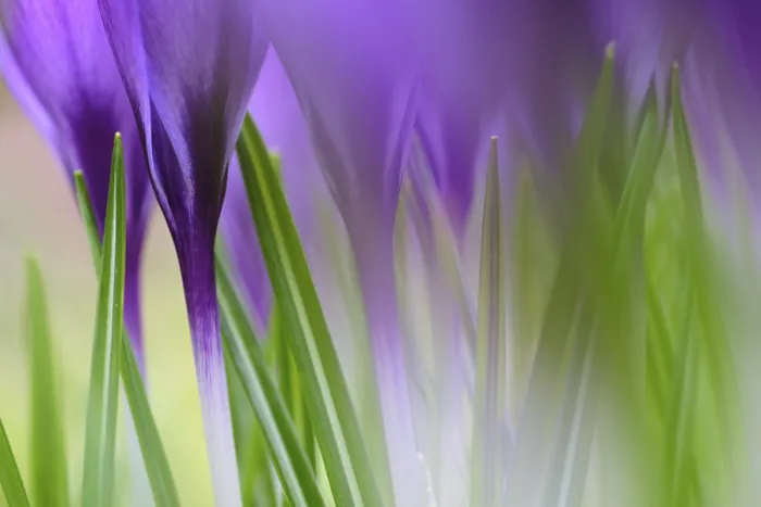 Framed Print : Elfin Crocus Print, Kempen, Germany Framed Print : Elfin Crocus Print, Kempen, Germany