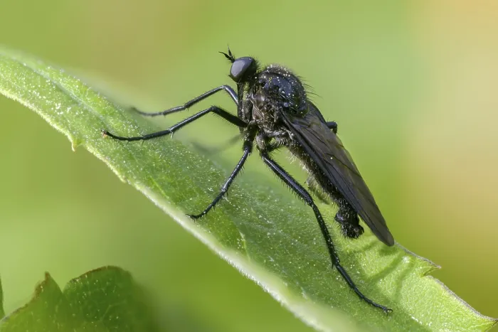 Framed Print : Empididae Spec Print - Dance Fly Framed Print : Empididae Spec Print - Dance Fly