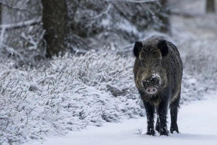 Framed Print : Wild Boar in Early Winter Denmark Print Framed Print : Wild Boar in Early Winter Denmark Print
