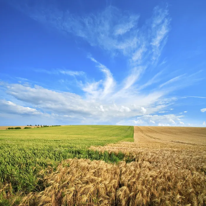 Framed Print : Endless Barley and Wheat Fields Print, Saalekreis, Germany Framed Print : Endless Barley and Wheat Fields Print, Saalekreis, Germany