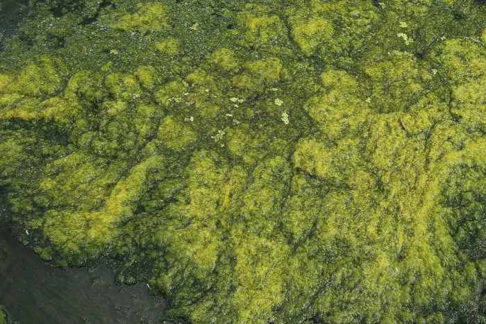 Framed Print : Algae Formation in River Print, Quebec, Canada Framed Print : Algae Formation in River Print, Quebec, Canada