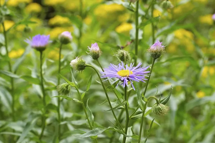 Framed Print : Erigeron pulchellus Print - Berufkraut Wildflower