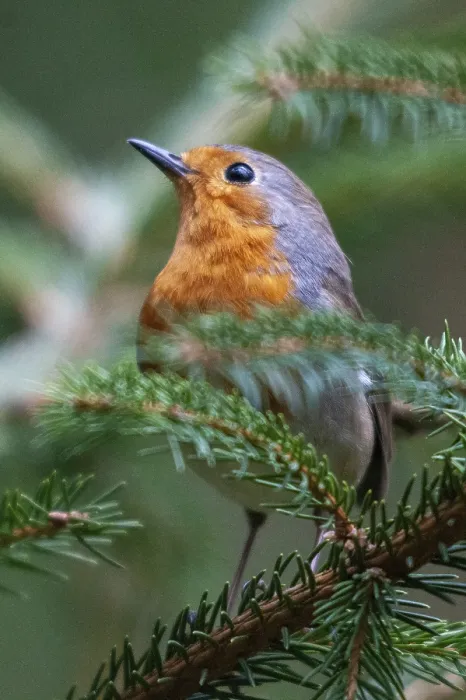 Framed Print : Erithacus rubecula Print - Robin Portrait Framed Print : Erithacus rubecula Print - Robin Portrait