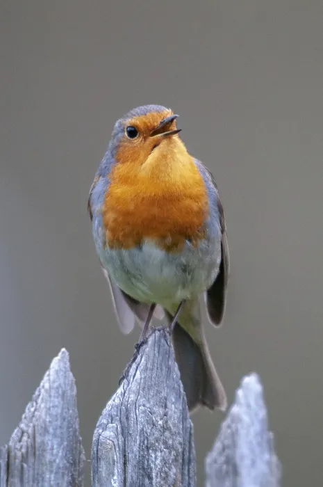 Framed Print : Erithacus Rubecula Print - Robin Portrait Framed Print : Erithacus Rubecula Print - Robin Portrait