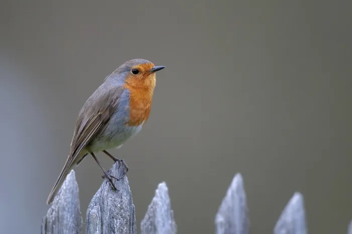 Framed Print : Erithacus rubecula Print - Robin on Garden Fence Framed Print : Erithacus rubecula Print - Robin on Garden Fence