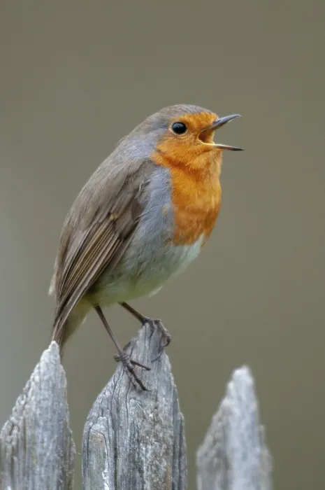 Framed Print : Erithacus rubecula Robin Print in Garden