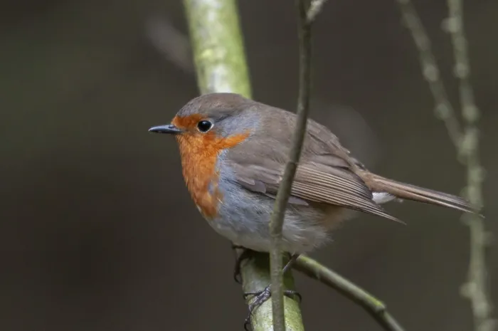 Framed Print : Erithacus rubecula Print - Robin Bird Image