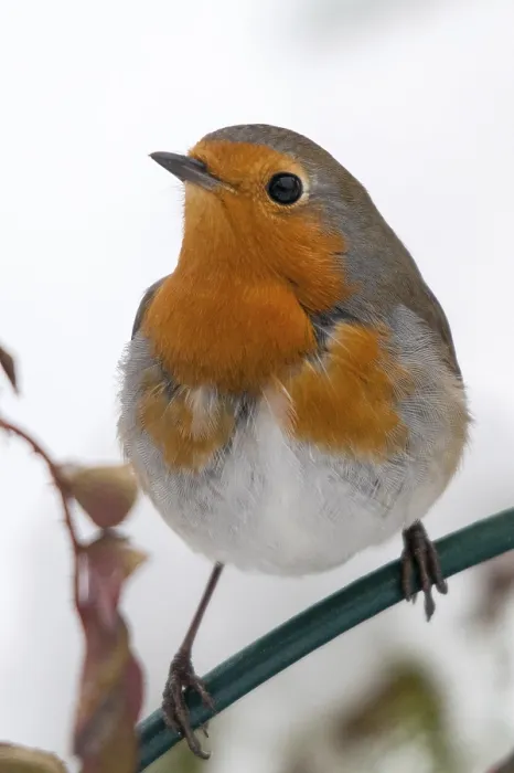 Framed Print : Erithacus rubecula Print - Robin Portrait Framed Print : Erithacus rubecula Print - Robin Portrait