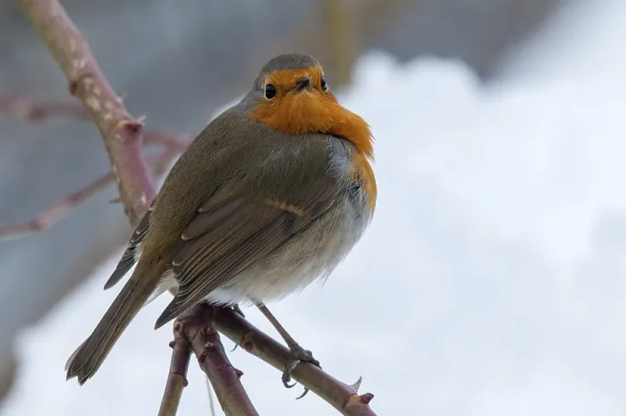 Framed Print : Erithacus rubecula Print - Robin in Snow Framed Print : Erithacus rubecula Print - Robin in Snow