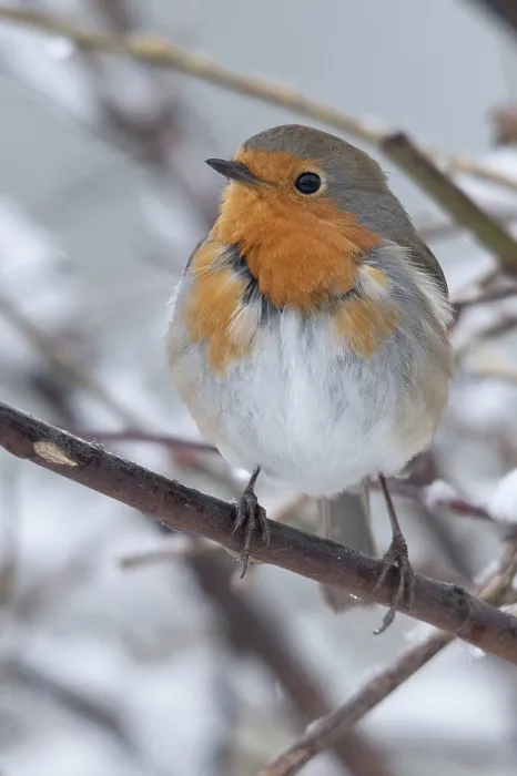 Framed Print : Erithacus rubecula Print - Robin in Snow