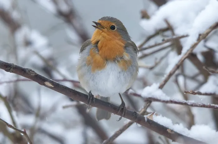 Framed Print : Erithacus rubecula Print - Robin in Snow Framed Print : Erithacus rubecula Print - Robin in Snow