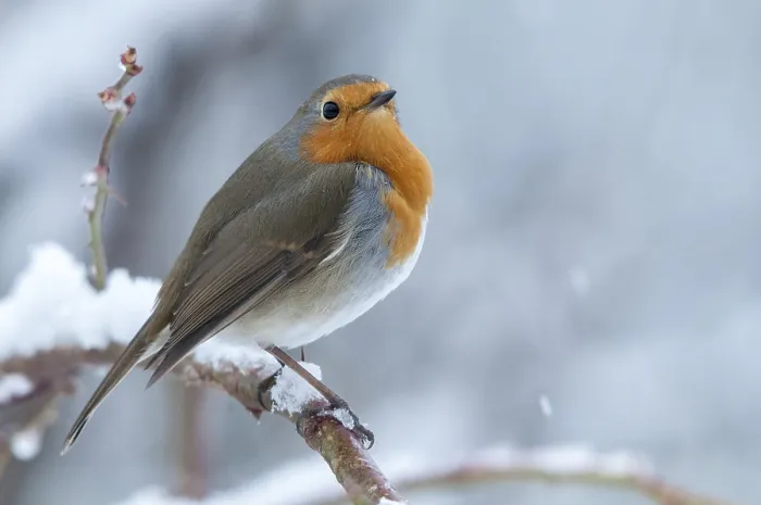 Framed Print : Erithacus rubecula Print - Robin in Snow Framed Print : Erithacus rubecula Print - Robin in Snow