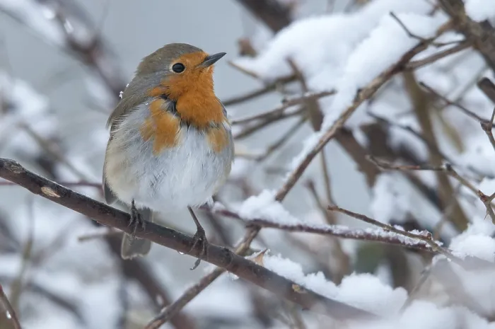 Framed Print : Erithacus rubecula Print - Robin in Winter Framed Print : Erithacus rubecula Print - Robin in Winter