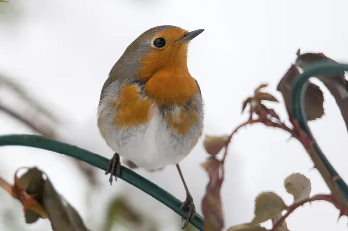 Framed Print : Erithacus rubecula Print: Robin Bird in Nature Framed Print : Erithacus rubecula Print: Robin Bird in Nature
