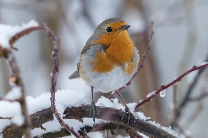 Framed Print : Erithacus rubecula Print - Winter Robin Framed Print : Erithacus rubecula Print - Winter Robin
