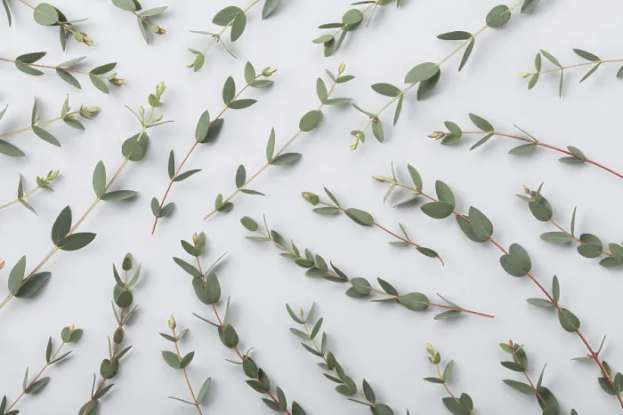Framed Print : Eucalyptus Leaf Print Nature Pattern Framed Print : Eucalyptus Leaf Print Nature Pattern