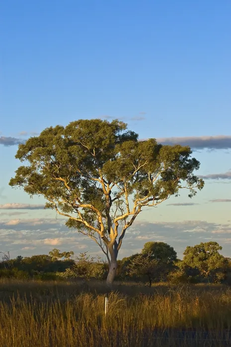 Framed Print : Eucalyptus Tree Print, Kalbarri Desert, Western Australia Framed Print : Eucalyptus Tree Print, Kalbarri Desert, Western Australia