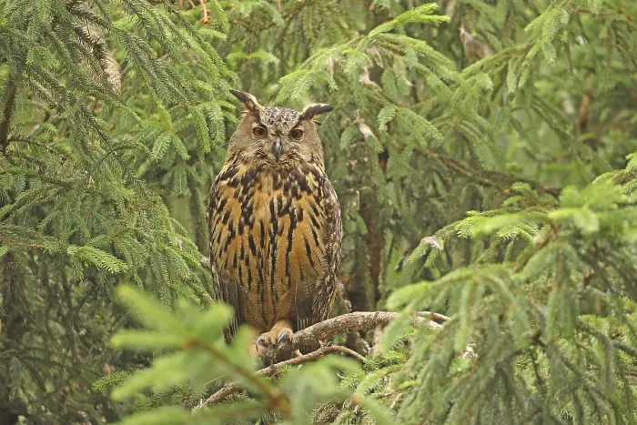 Framed Print : Eurasian Eagle-Owl Print (Bubo bubo) Framed Print : Eurasian Eagle-Owl Print (Bubo bubo)