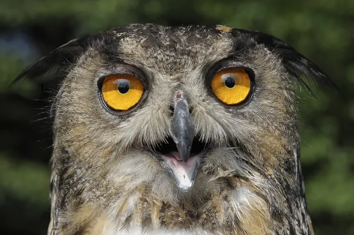Framed Print : Eurasian Eagle Owl Print - Bubo bubo Framed Print : Eurasian Eagle Owl Print - Bubo bubo