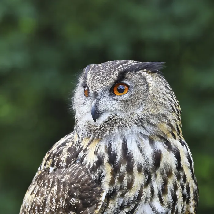 Framed Print : Eurasian Eagle-Owl Print, Rhineland-Palatinate, Germany Framed Print : Eurasian Eagle-Owl Print, Rhineland-Palatinate, Germany