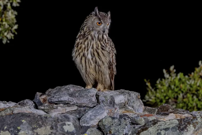 Framed Print : Eurasian Eagle-owl Print, Spain at Night Framed Print : Eurasian Eagle-owl Print, Spain at Night